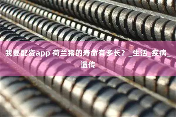 我要配资app 荷兰猪的寿命有多长？_生活_疾病_遗传